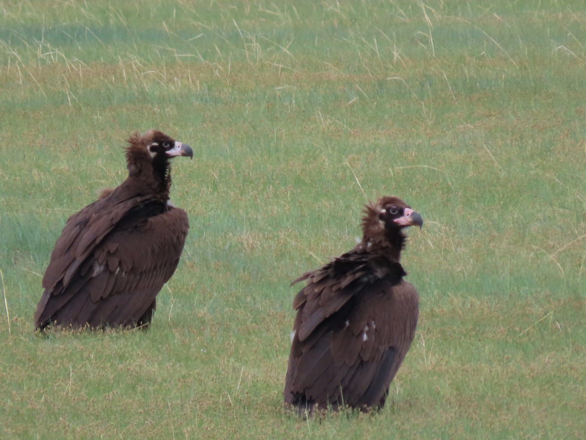 Cinereous Vulture - Jeff Hopkins