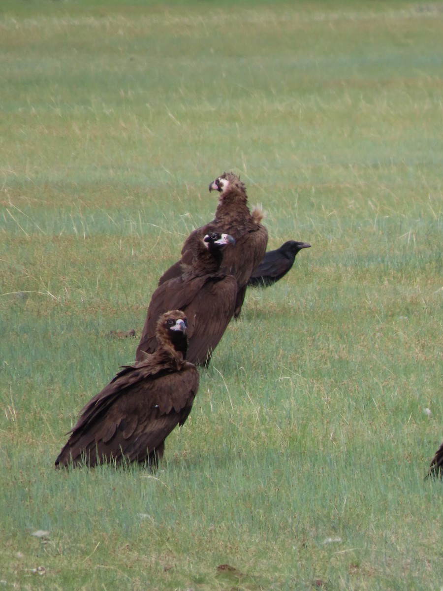 Cinereous Vulture - ML620526177