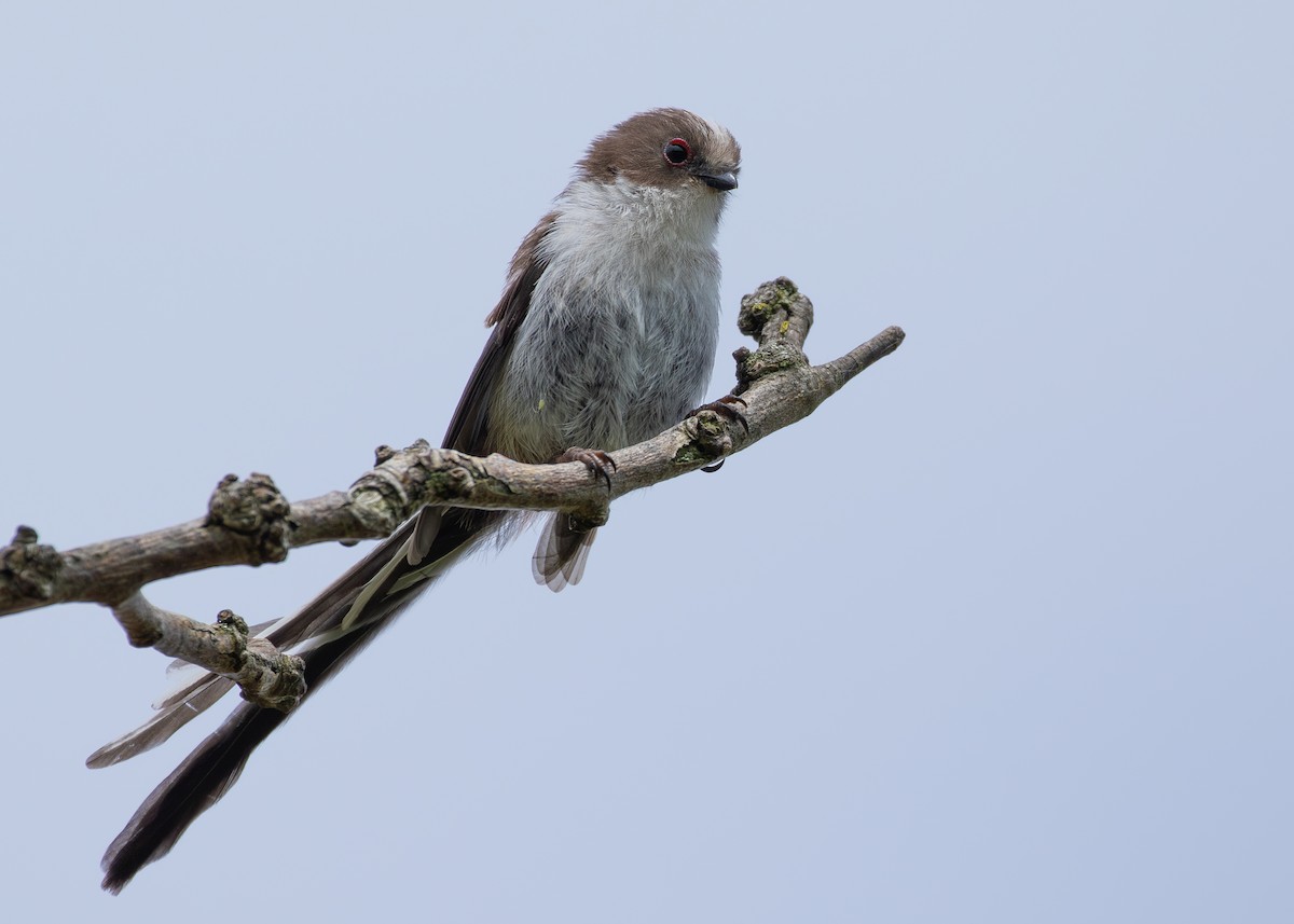 Long-tailed Tit (europaeus Group) - ML620526180