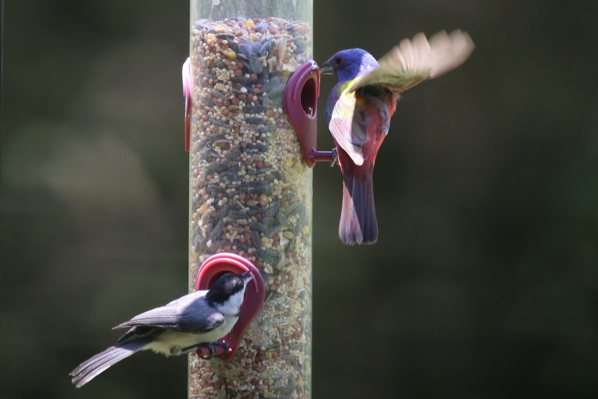 Carolina Chickadee - ML620526183