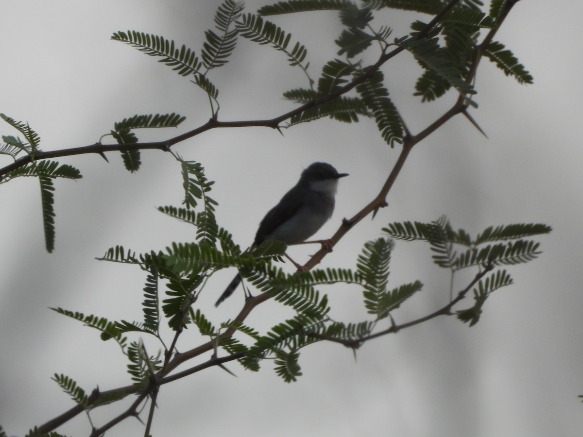 gråbrystprinia - ML620526184