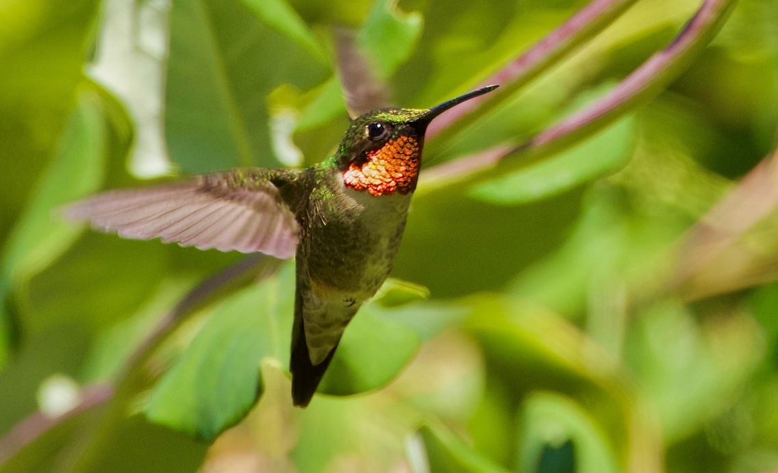 Ruby-throated Hummingbird - ML620526187