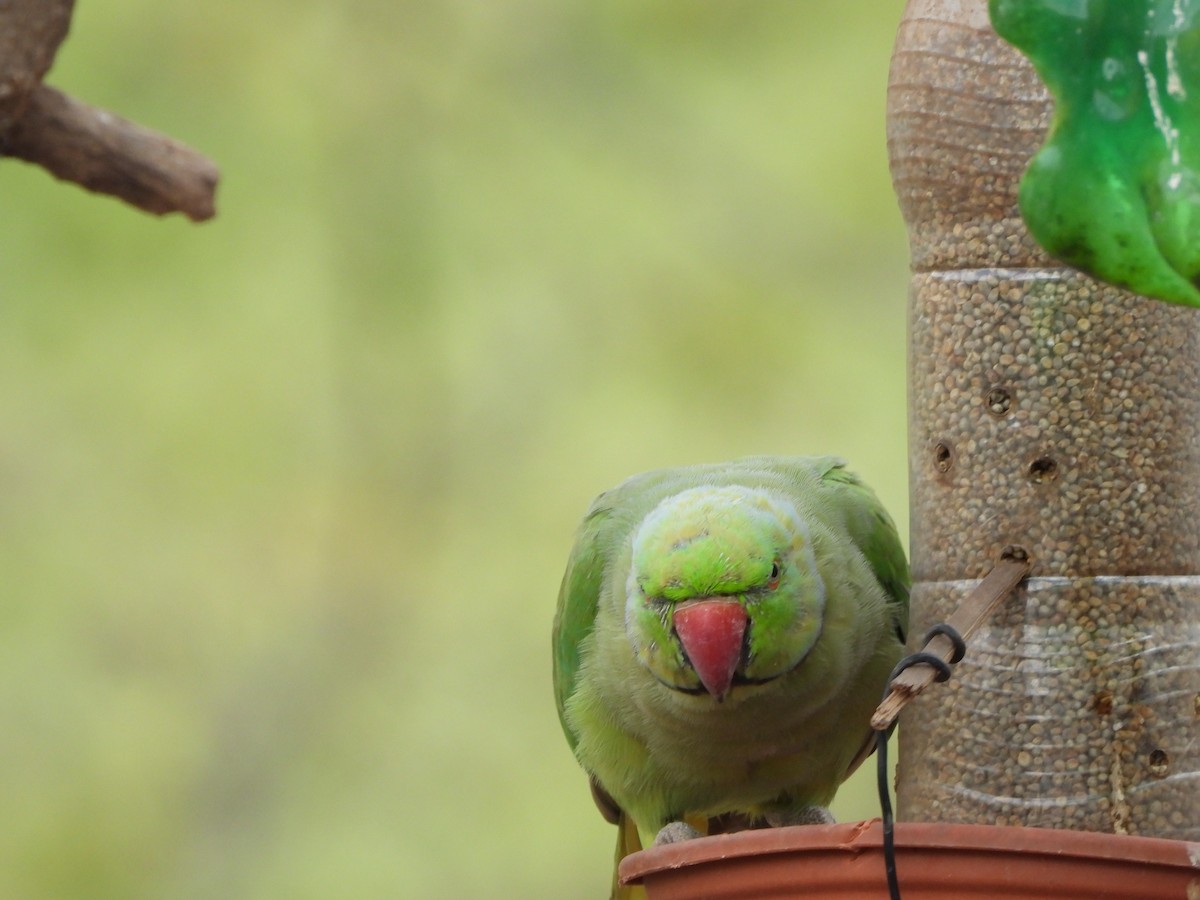 Rose-ringed Parakeet - Rounak choudhary