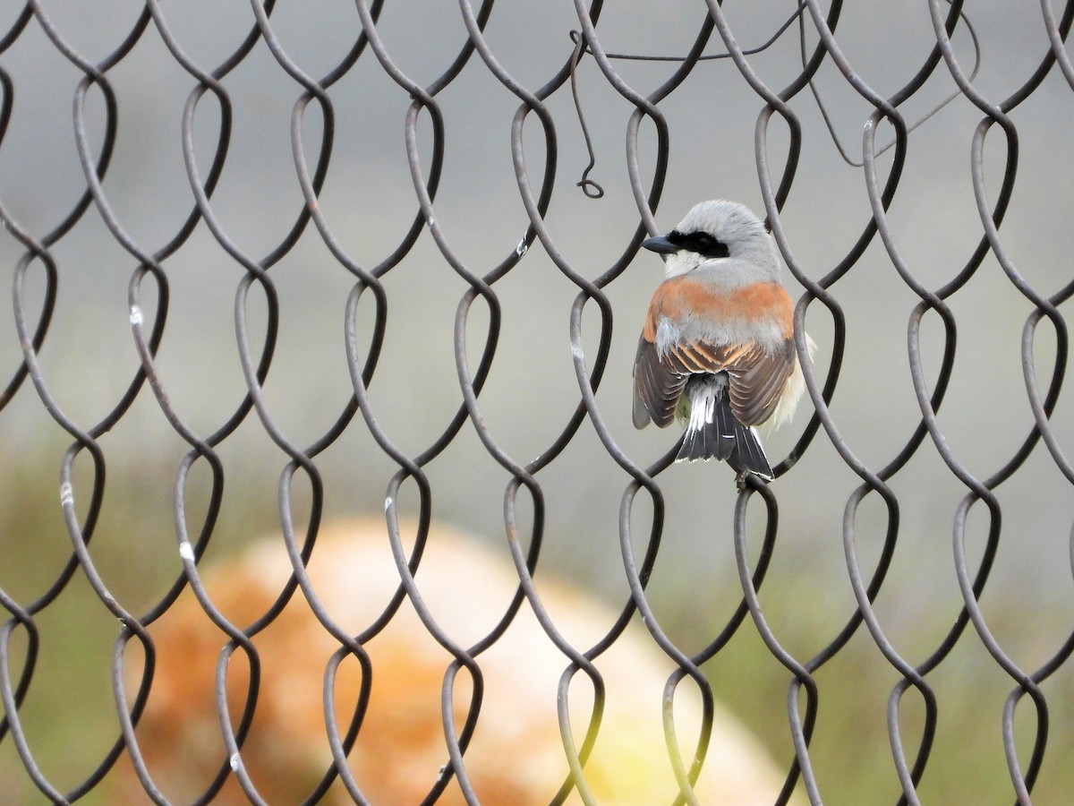 Red-backed Shrike - Martin Rheinheimer