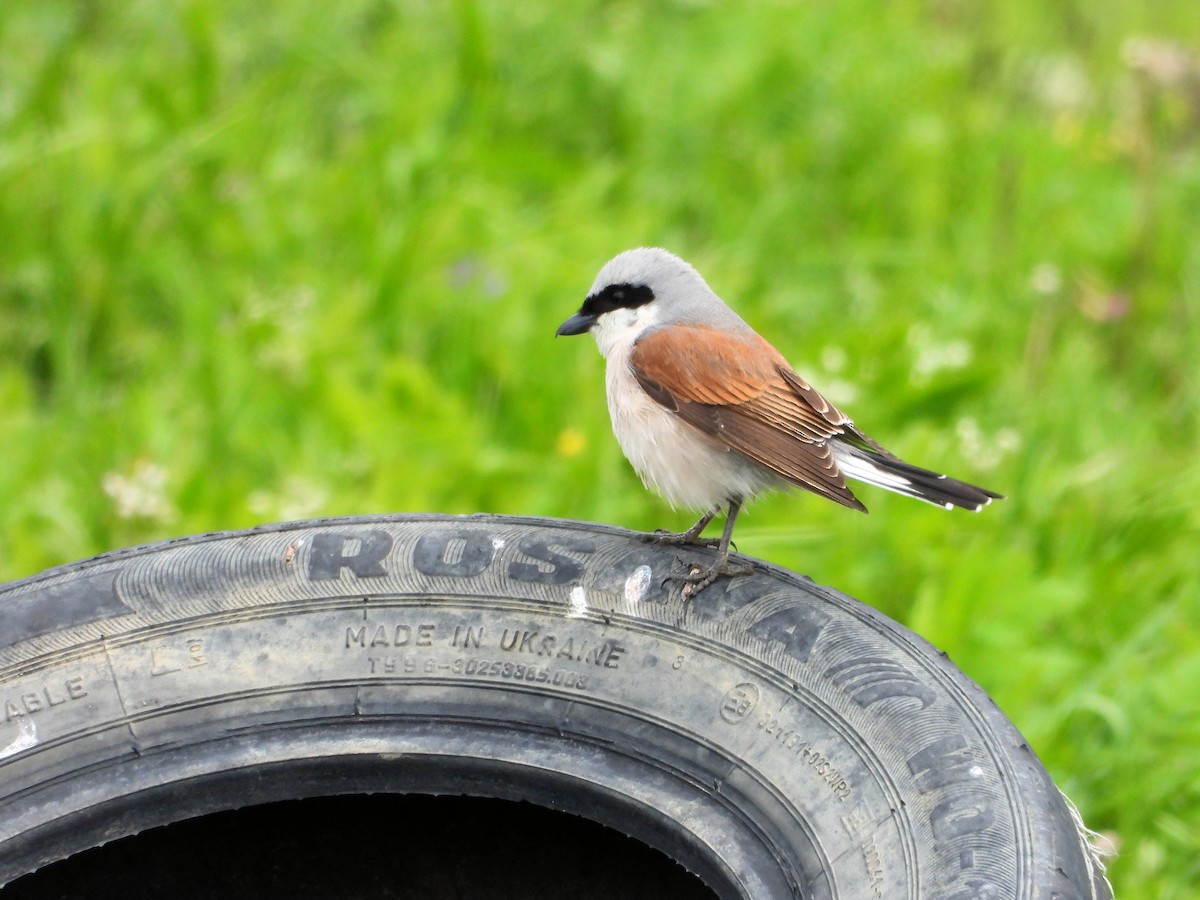 Red-backed Shrike - ML620526192