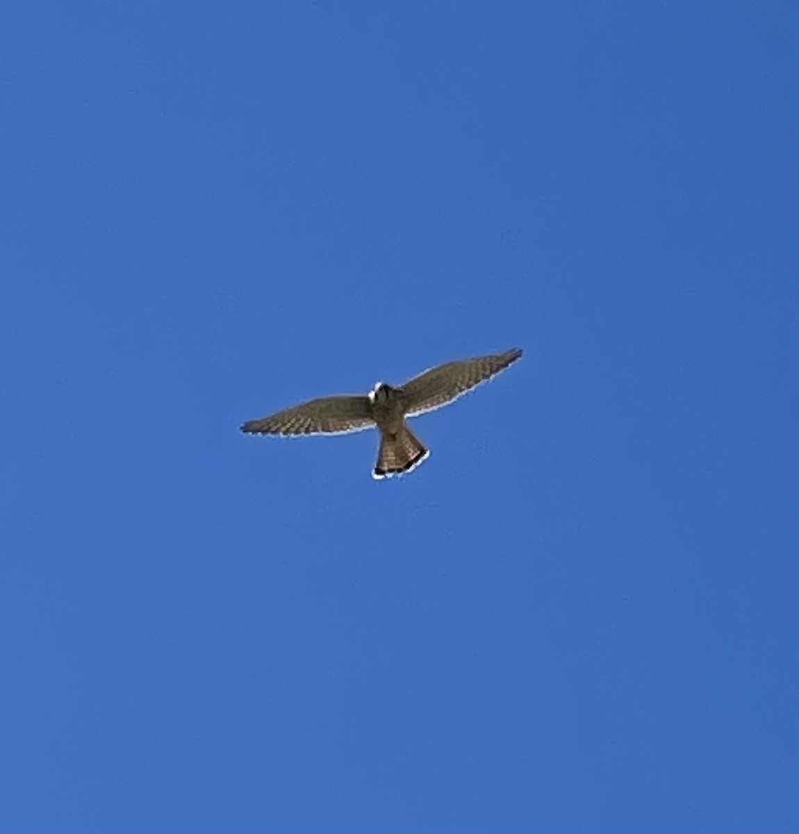 Eurasian Kestrel - ML620526199