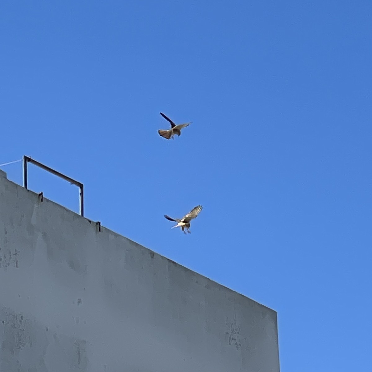 Eurasian Kestrel - ML620526200