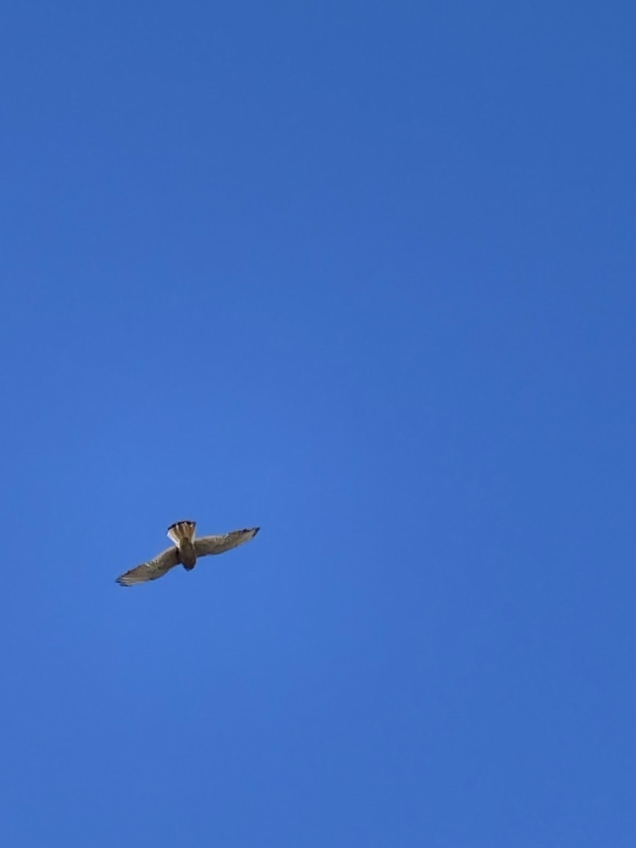 Eurasian Kestrel - ML620526203