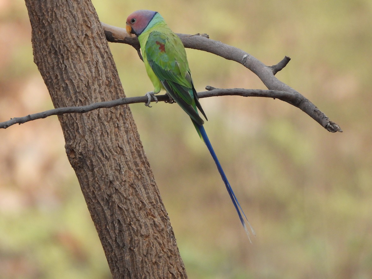 Plum-headed Parakeet - ML620526204