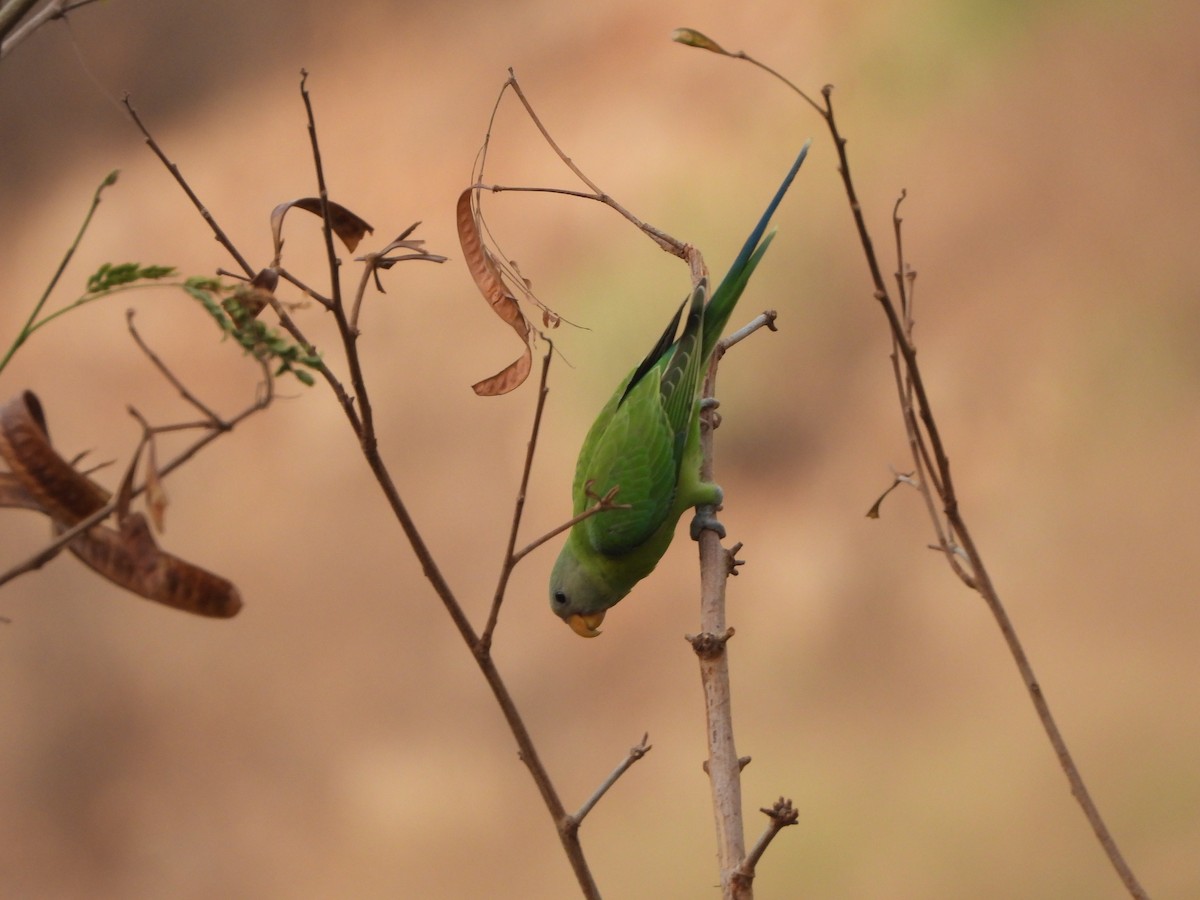 Plum-headed Parakeet - ML620526205