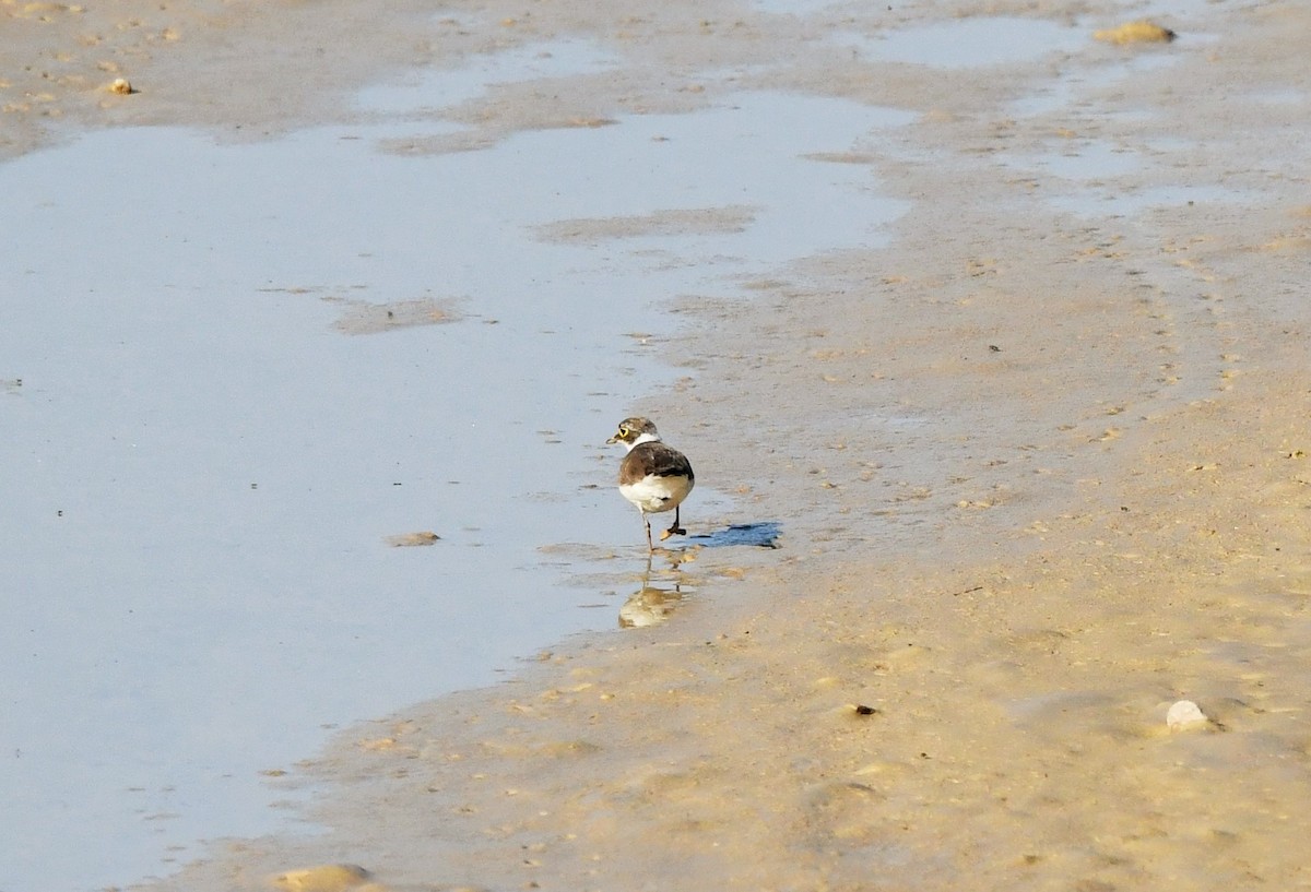 Little Ringed Plover - ML620526209