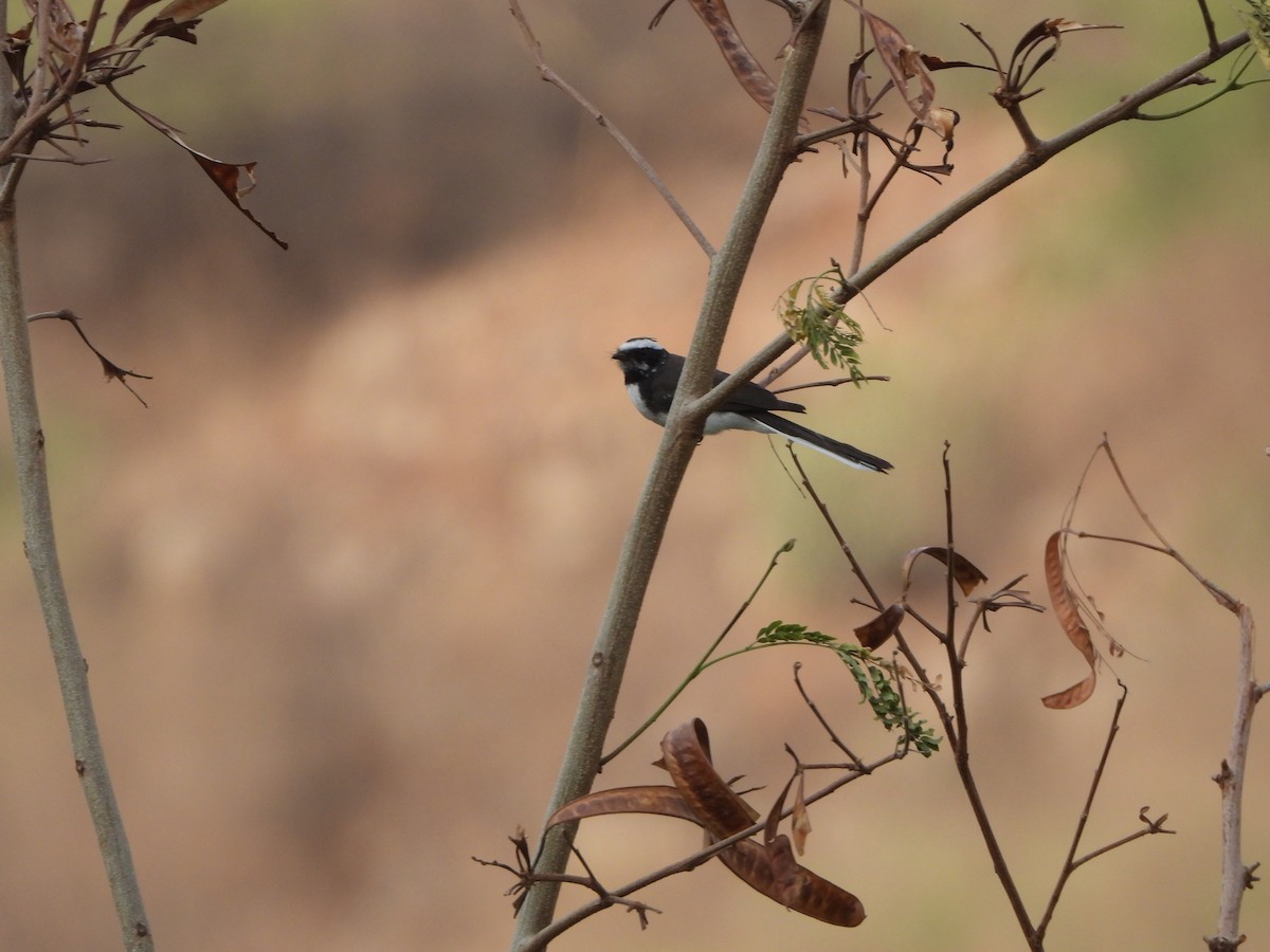 White-browed Fantail - ML620526212