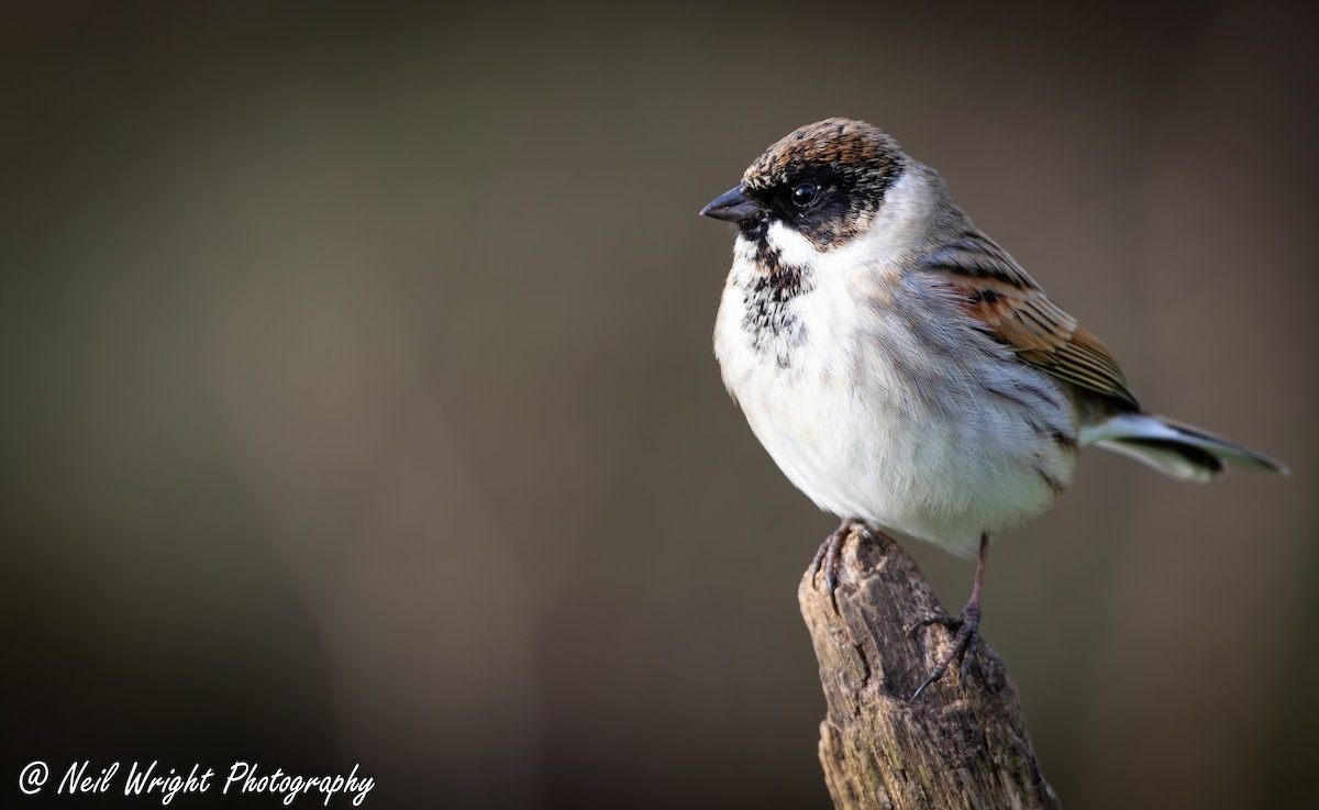 Reed Bunting - ML620526214