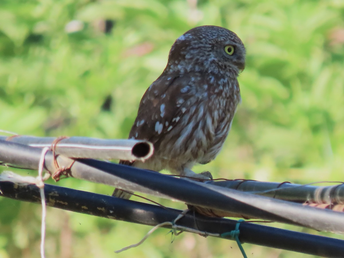 Little Owl - ML620526215