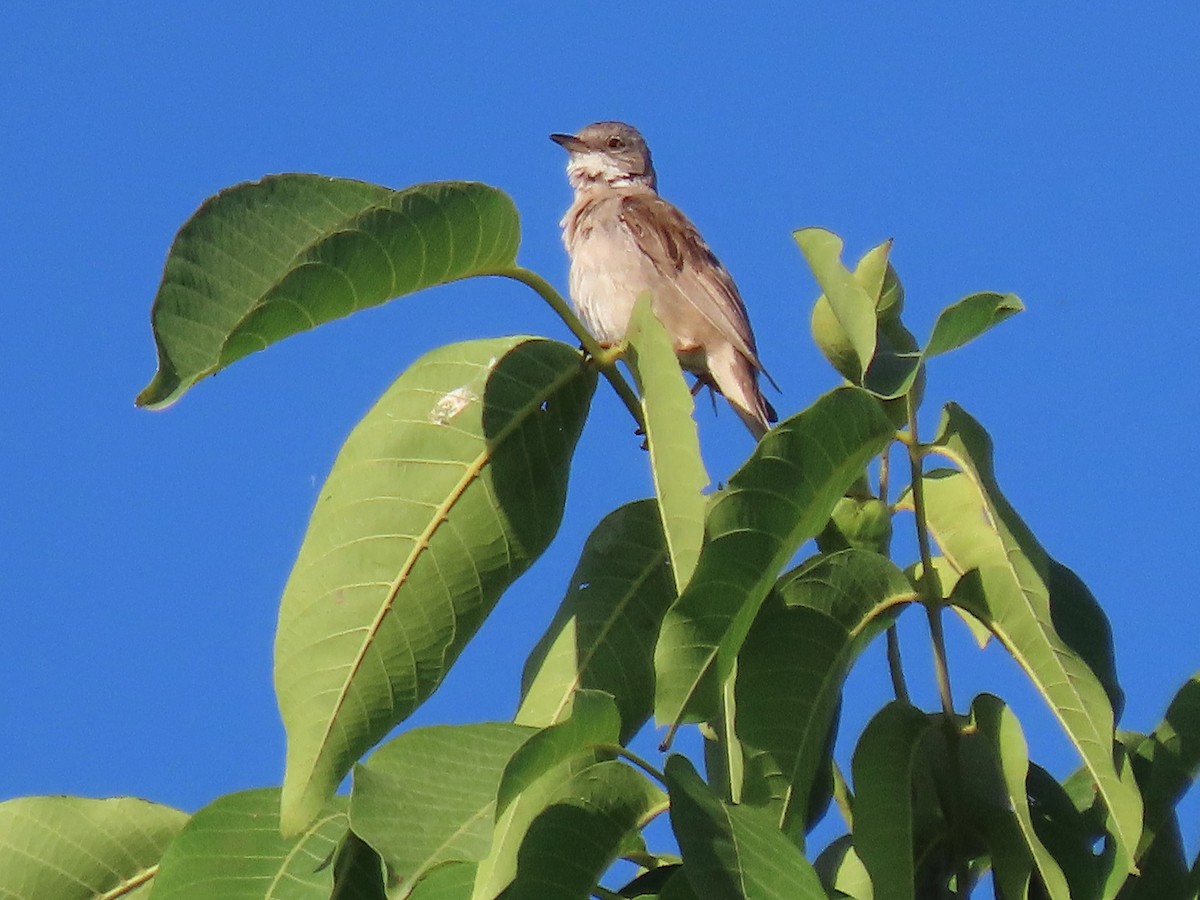 Greater Whitethroat - ML620526218