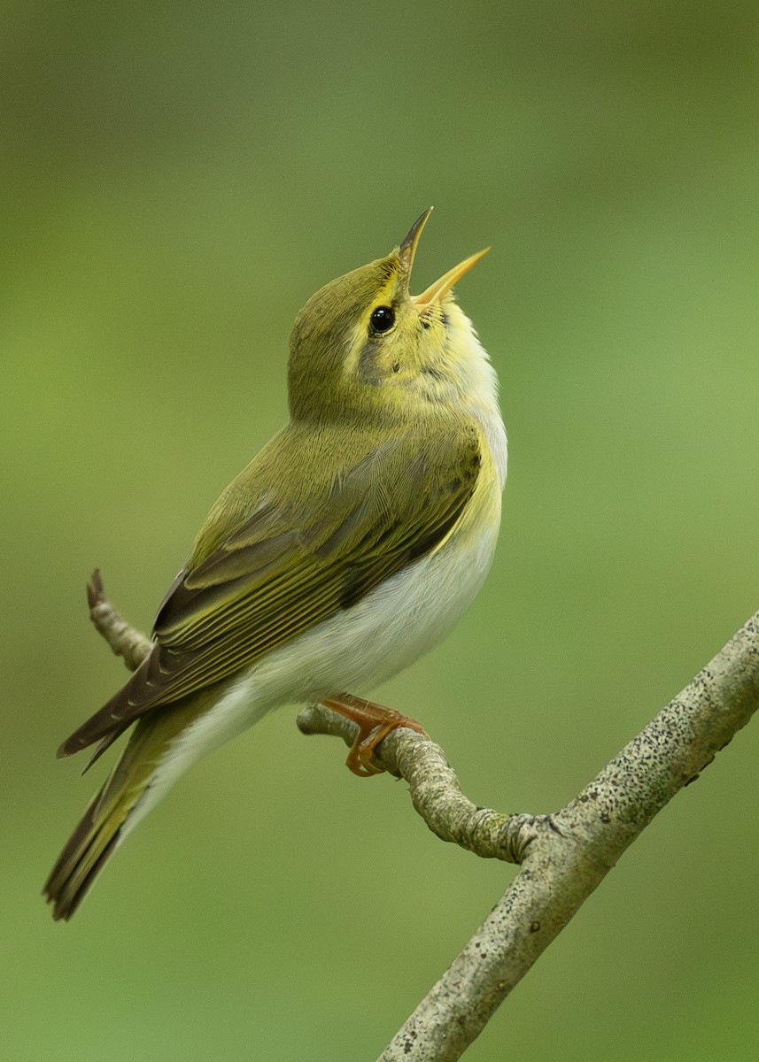 Wood Warbler - ML620526224