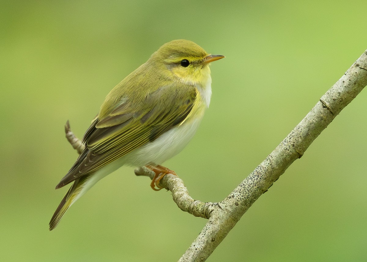 Wood Warbler - Nathaniel Dargue