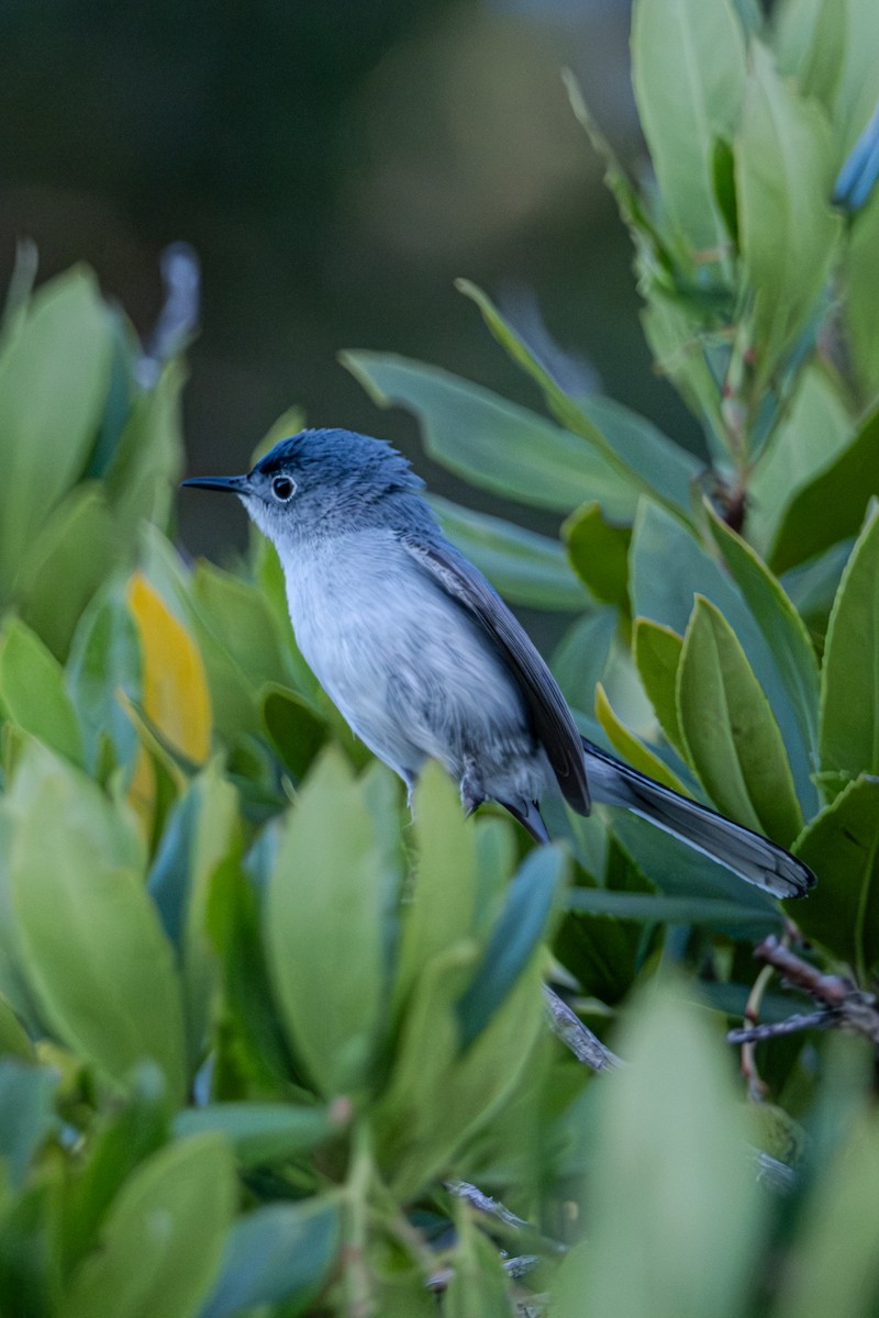 Blue-gray Gnatcatcher - ML620526228