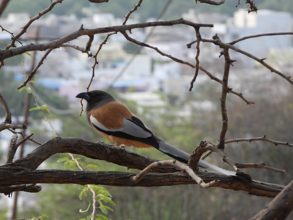 Rufous Treepie - ML620526230