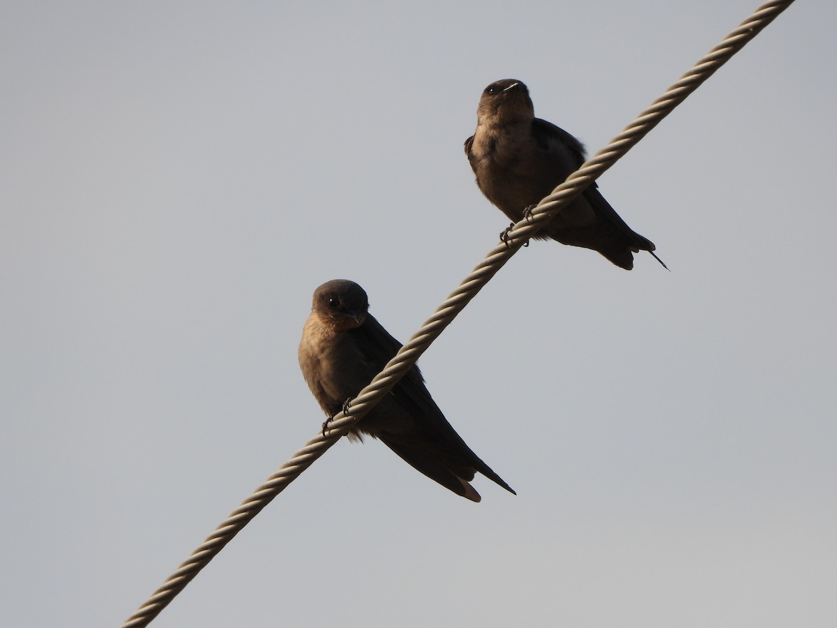 Dusky Crag-Martin - ML620526234