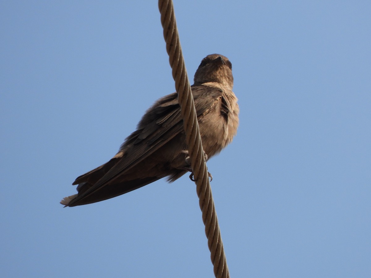 Dusky Crag-Martin - ML620526235