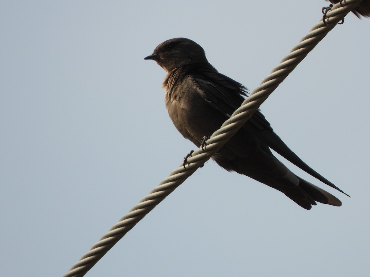 Dusky Crag-Martin - ML620526236