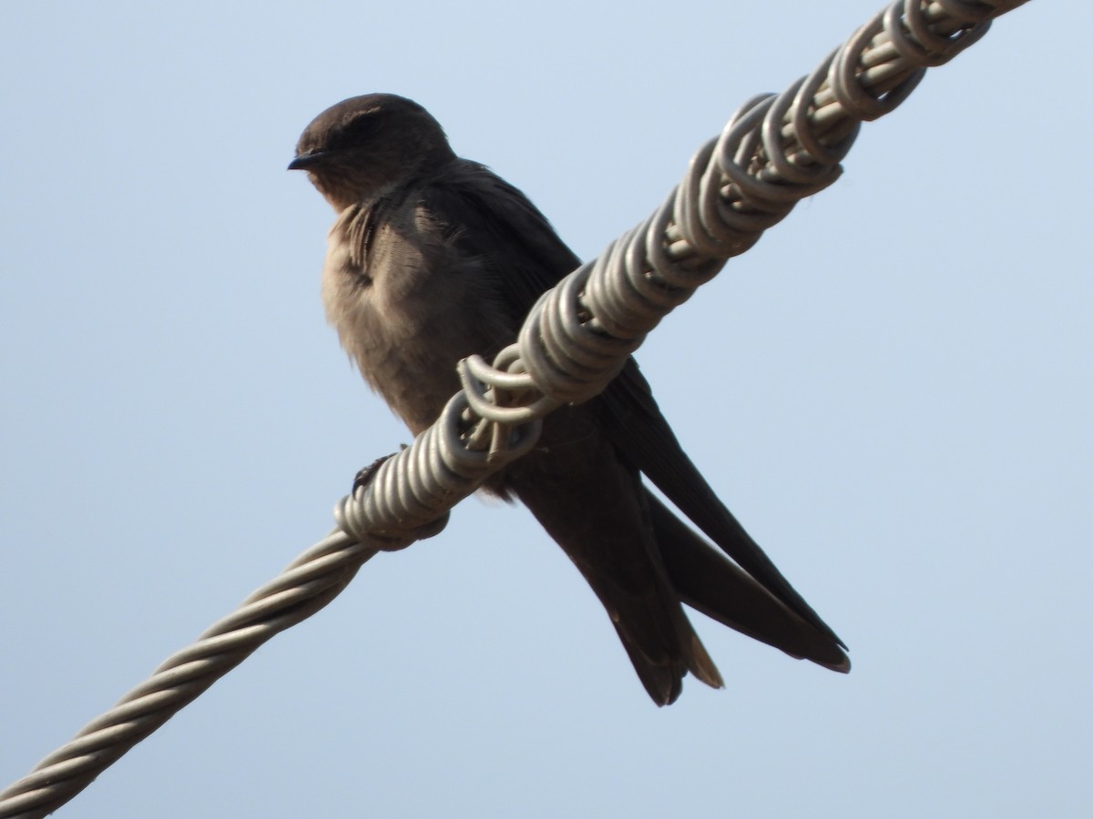 Dusky Crag-Martin - ML620526237