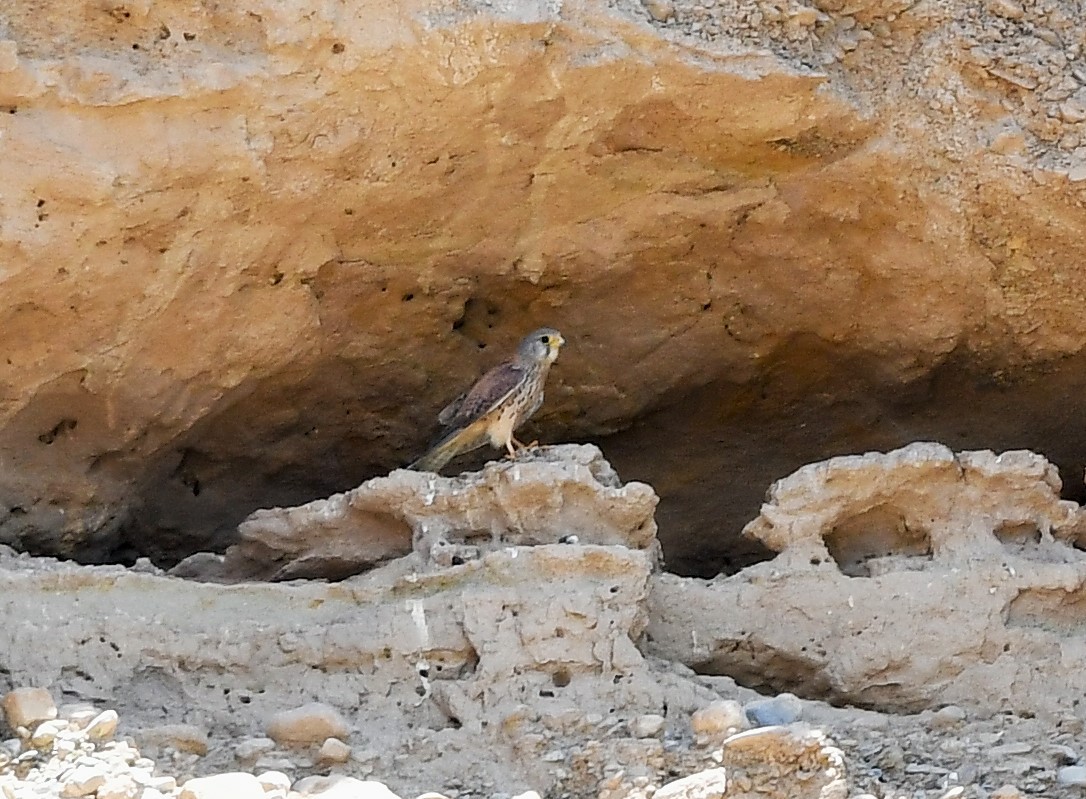 בז מצוי - ML620526238