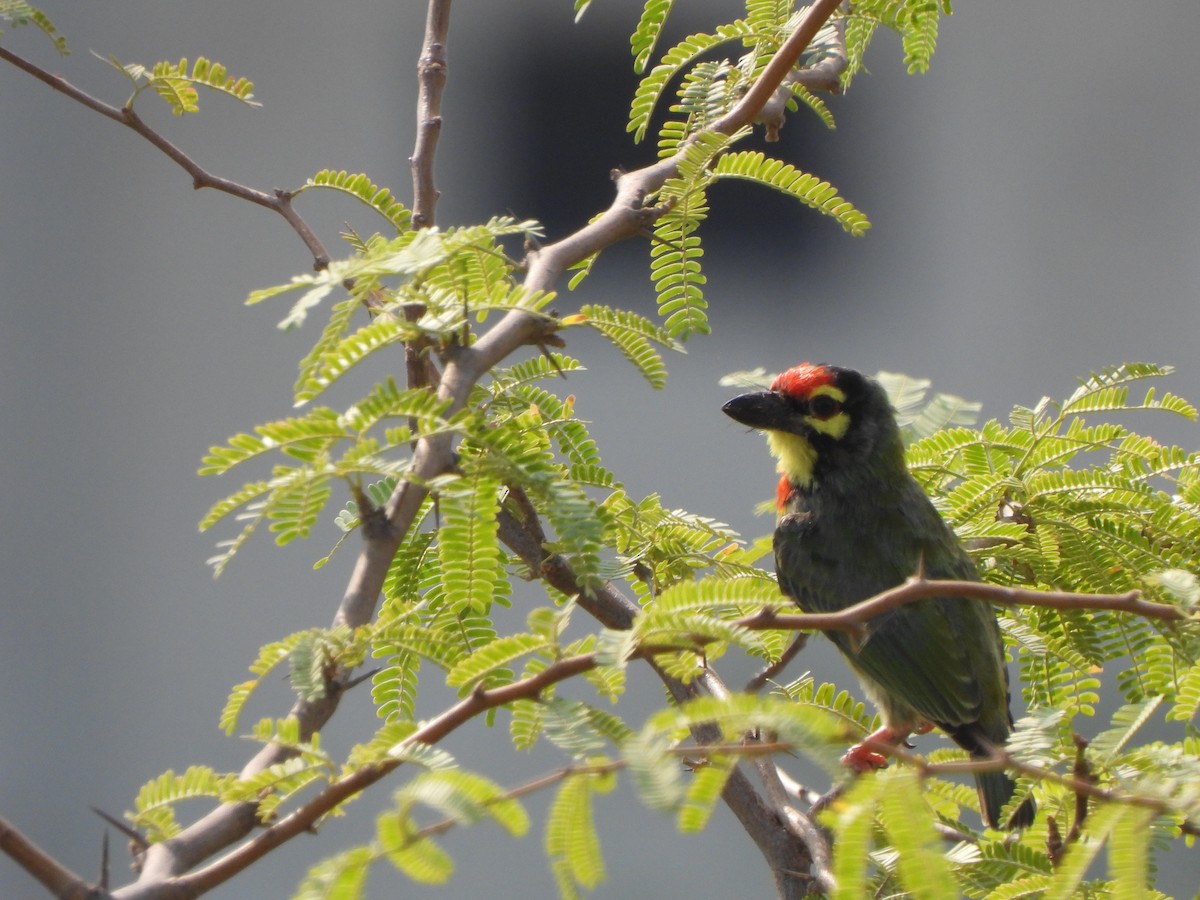 Coppersmith Barbet - ML620526242