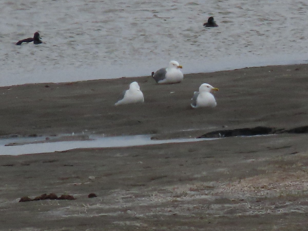 Herring Gull (Mongolian) - ML620526243