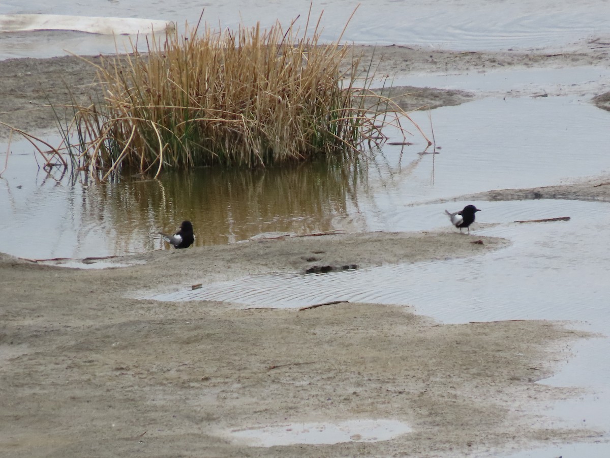 White-winged Tern - ML620526250