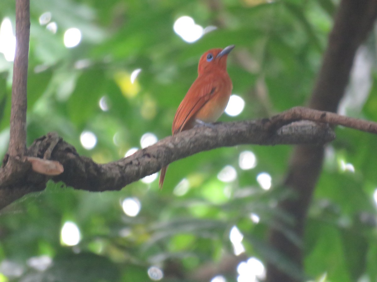 Rufous Paradise-Flycatcher (Northern) - ML620526257