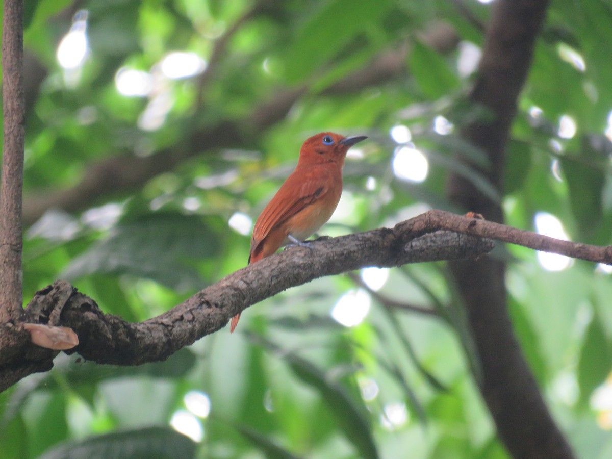 Rufous Paradise-Flycatcher - ML620526261