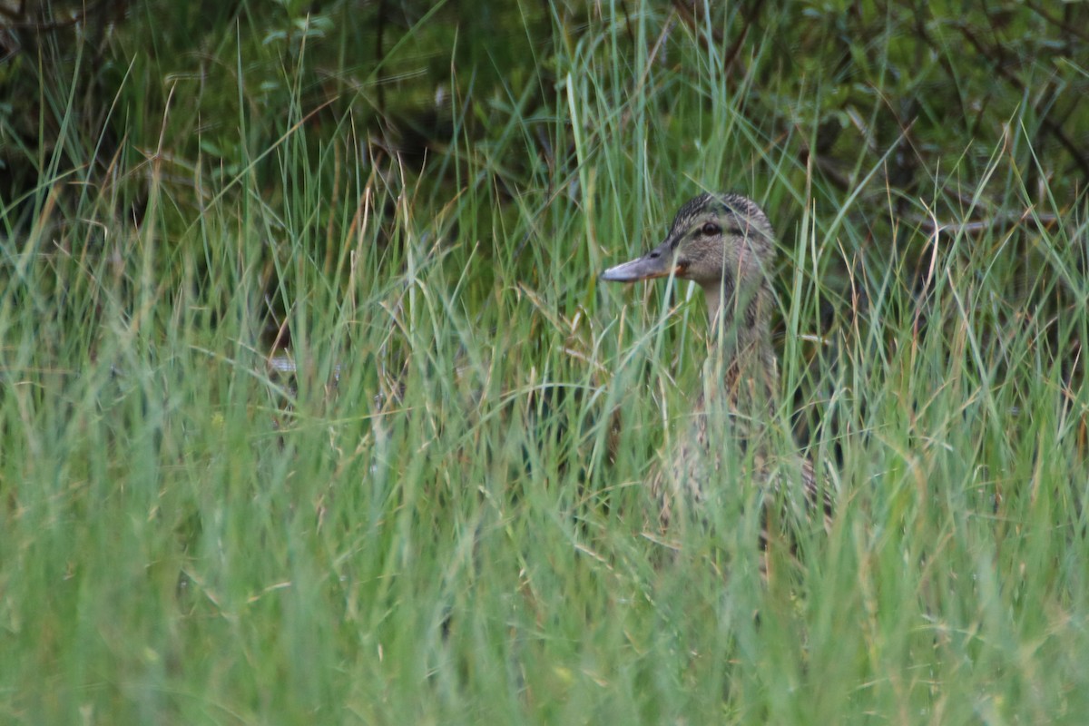 Canard colvert - ML620526263