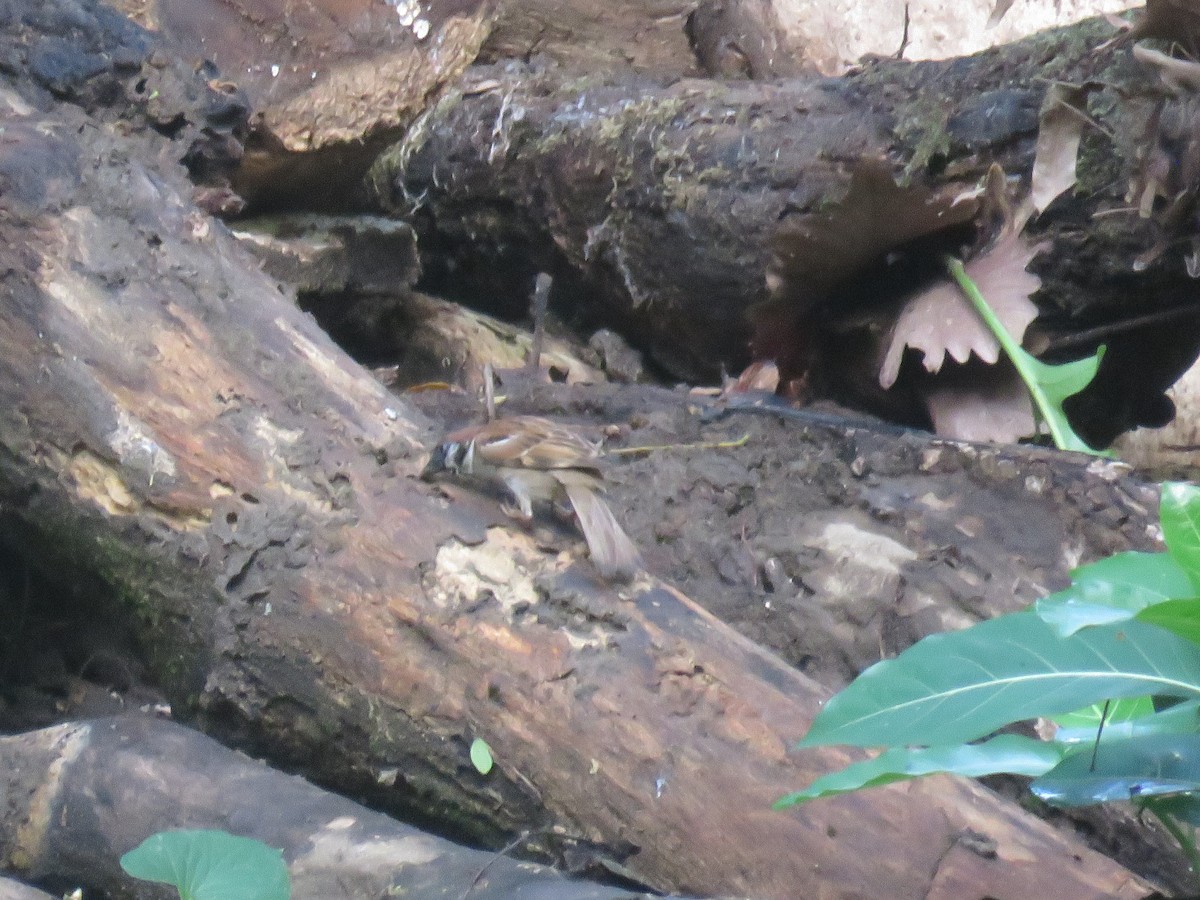 Eurasian Tree Sparrow - ML620526264