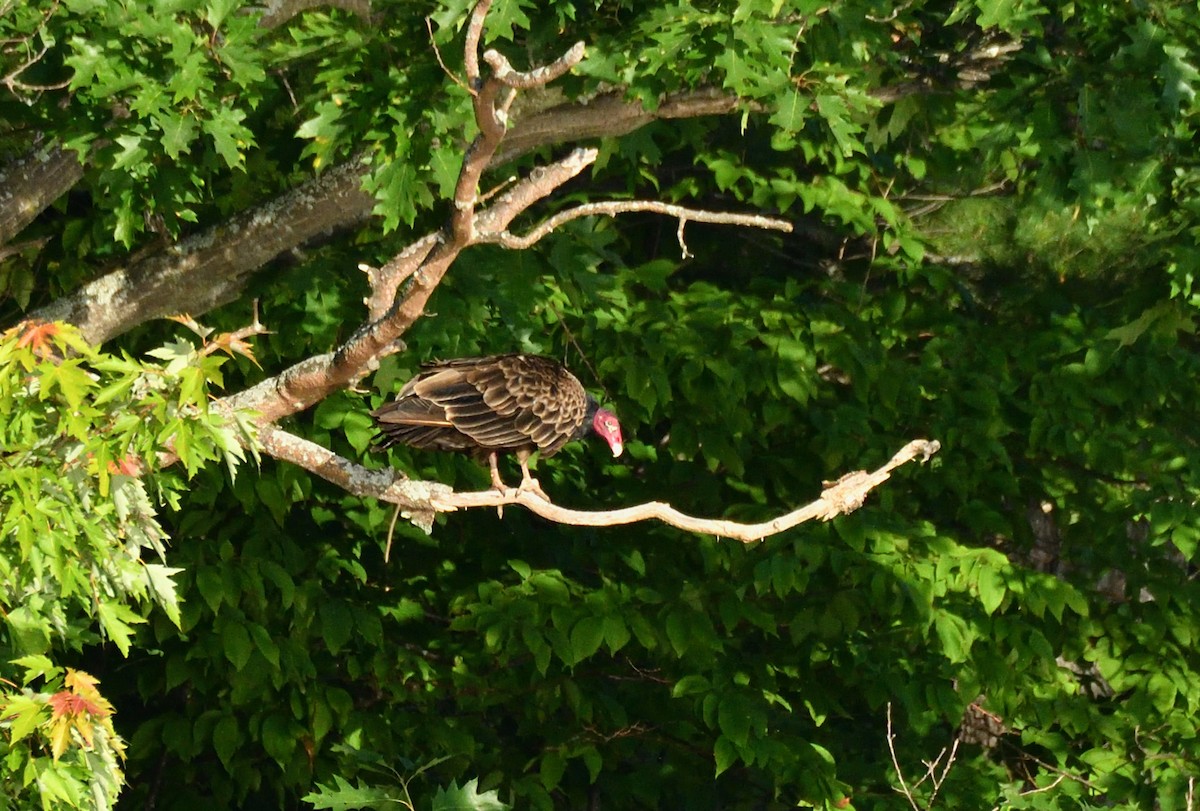 Turkey Vulture - ML620526272