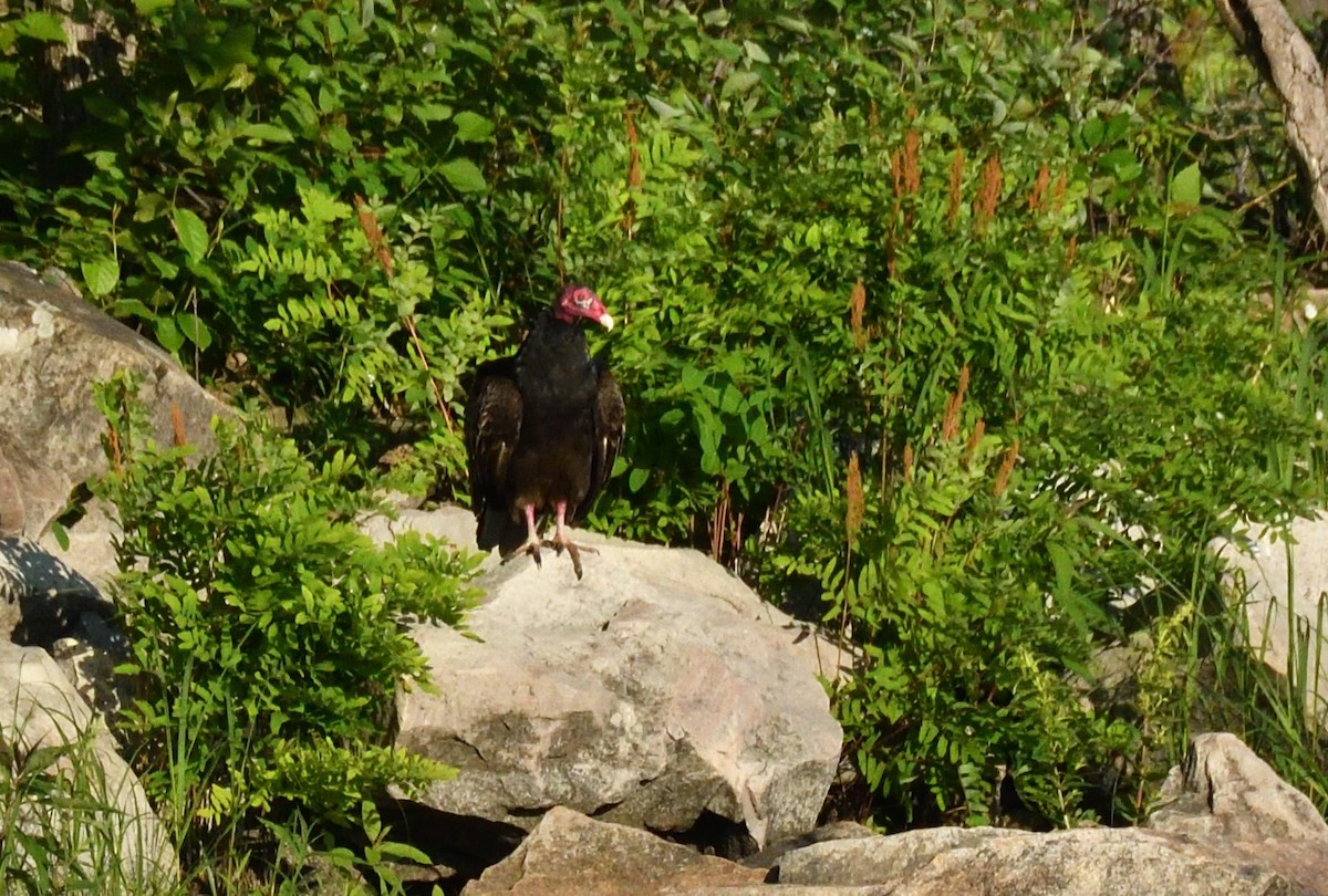 Turkey Vulture - ML620526273