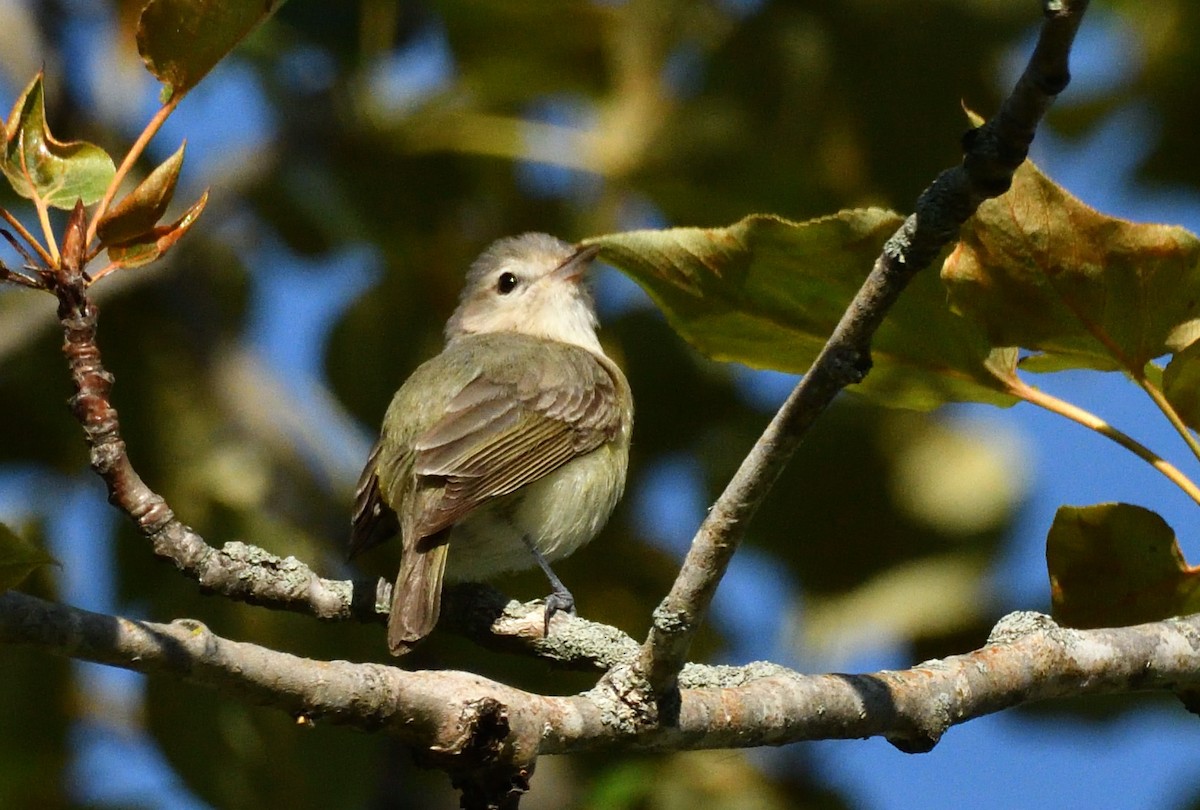 Warbling Vireo - ML620526278