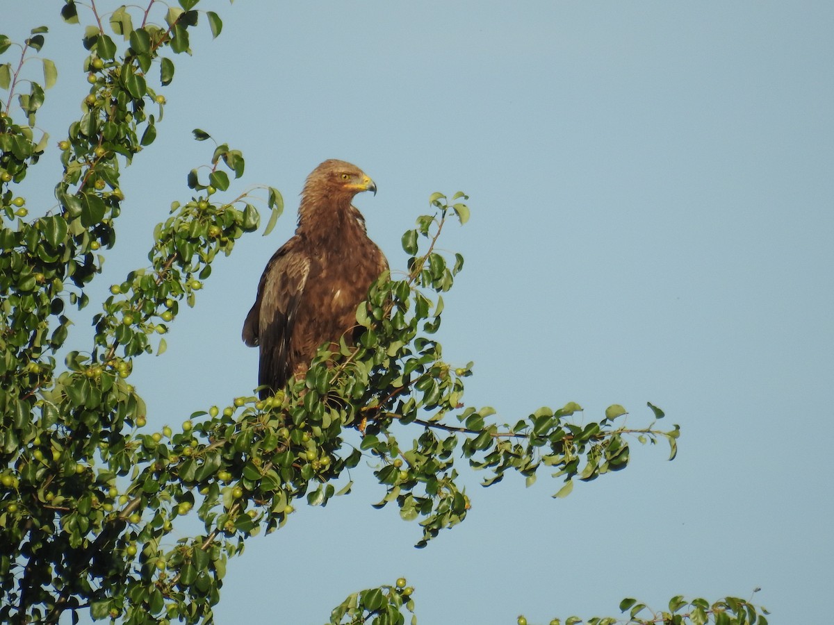 Águila Pomerana - ML620526281