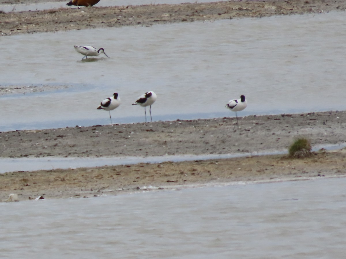 Pied Avocet - ML620526284