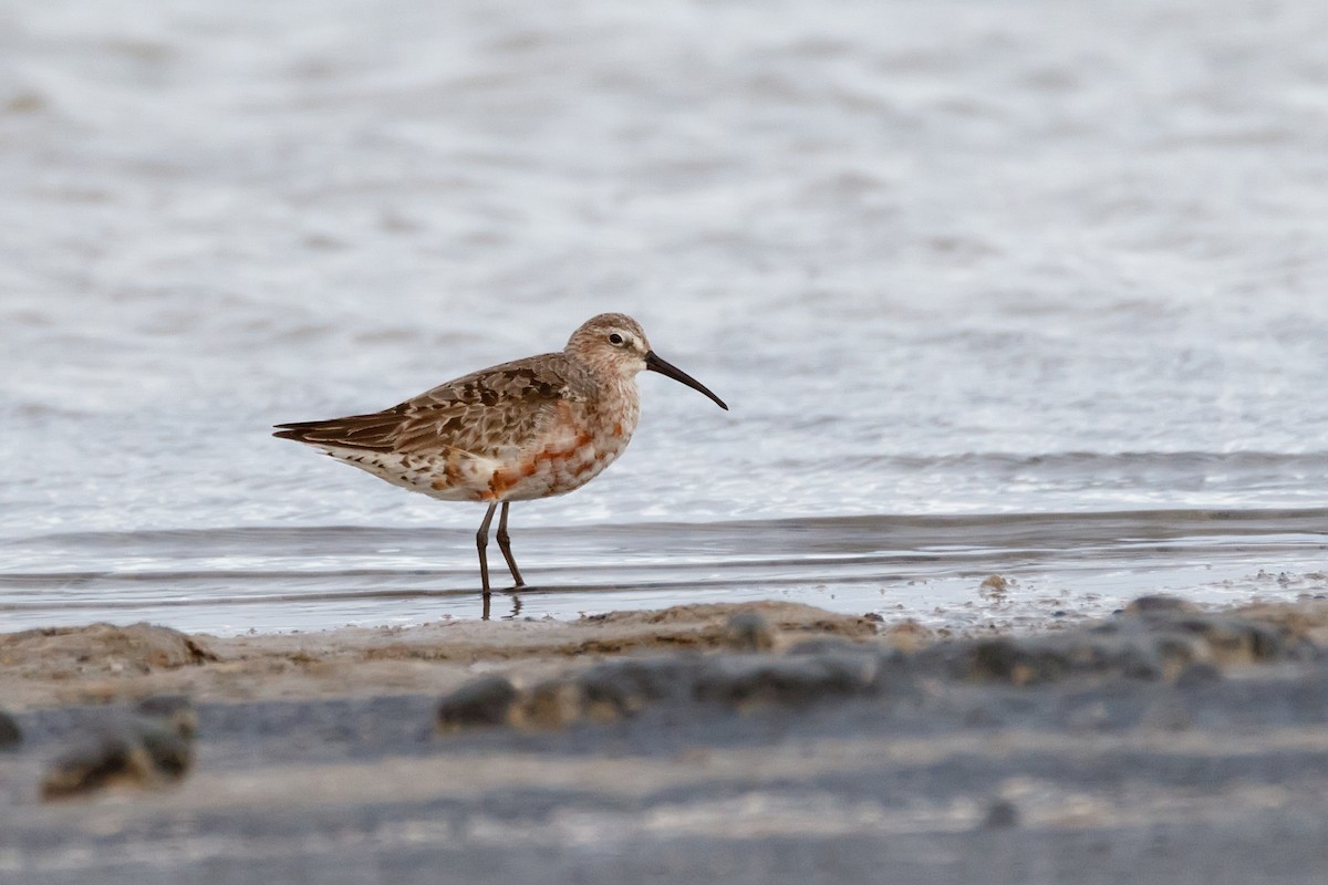 Curlew Sandpiper - ML620526287