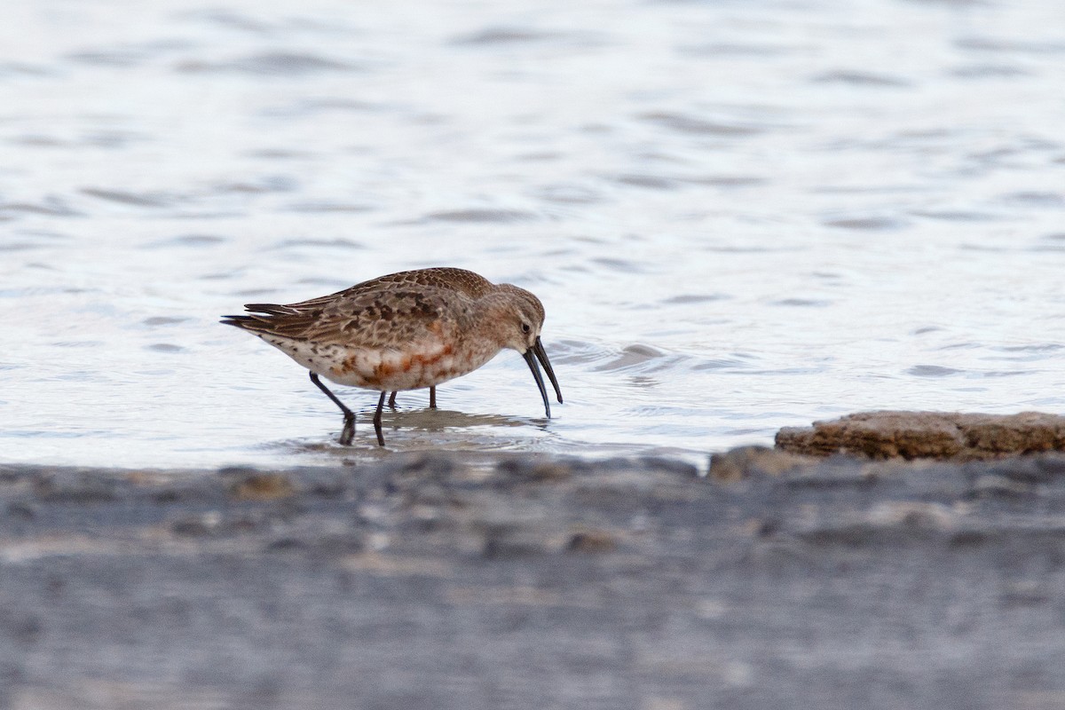 Curlew Sandpiper - ML620526289