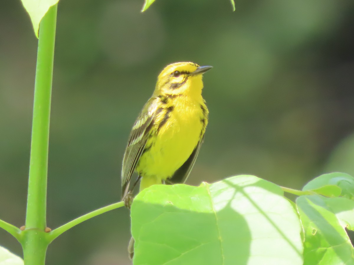 Prairie Warbler - ML620526298