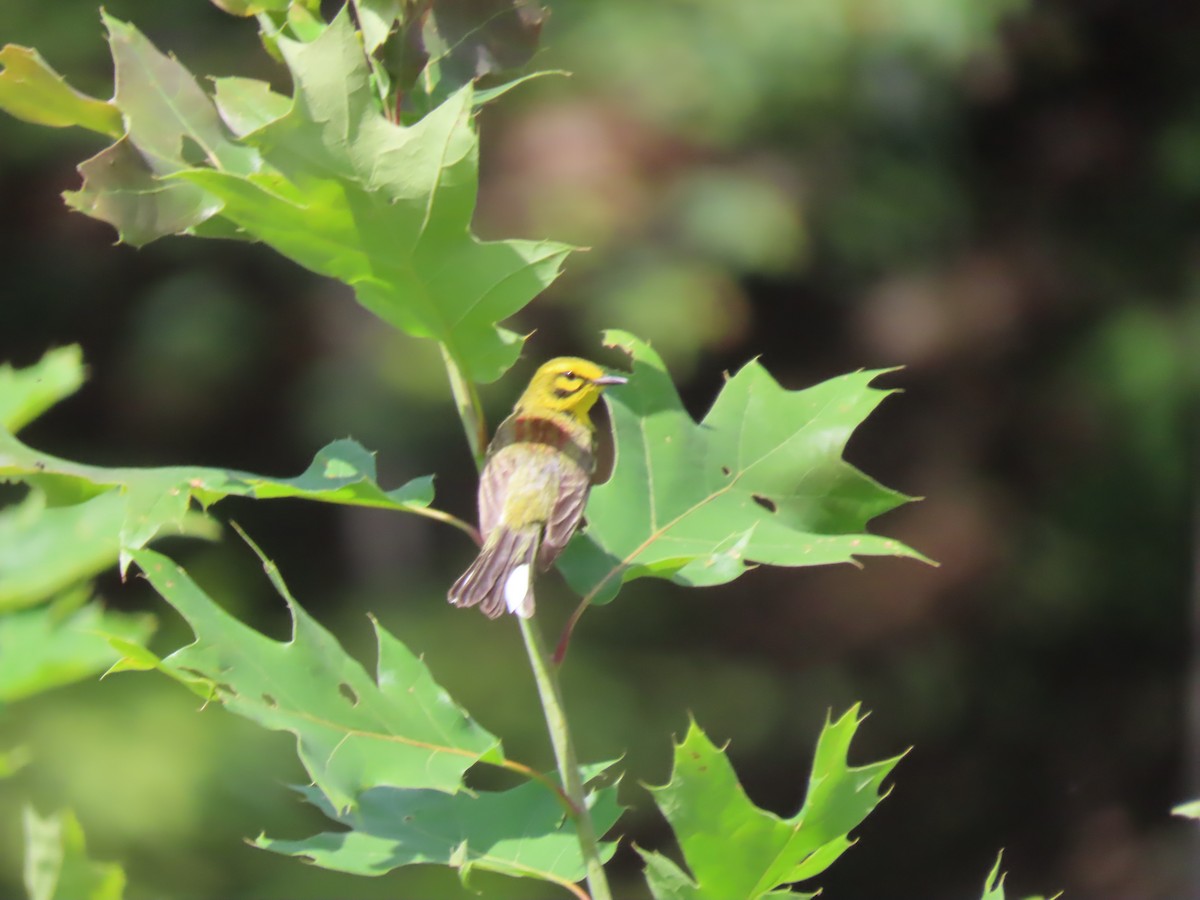 Prairie Warbler - ML620526299