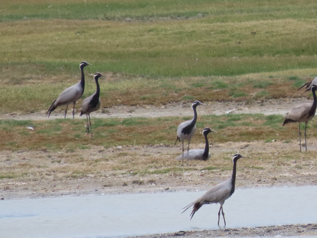 Demoiselle Crane - ML620526302