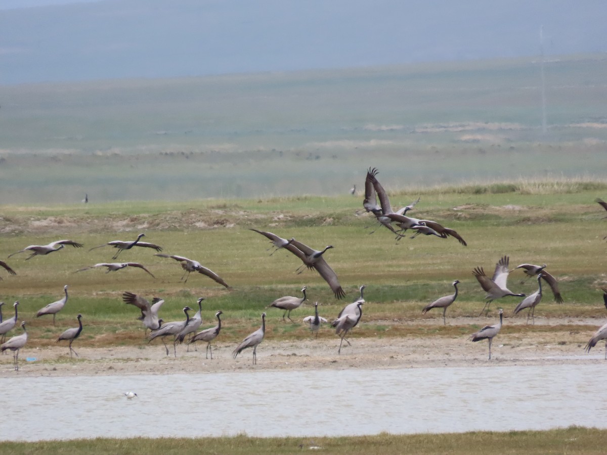 Demoiselle Crane - ML620526310