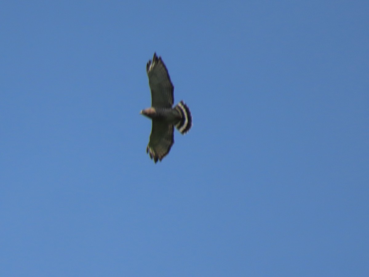 Broad-winged Hawk - ML620526311