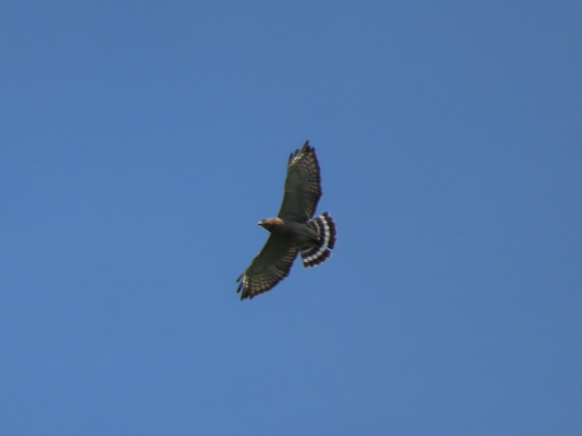 Broad-winged Hawk - ML620526312