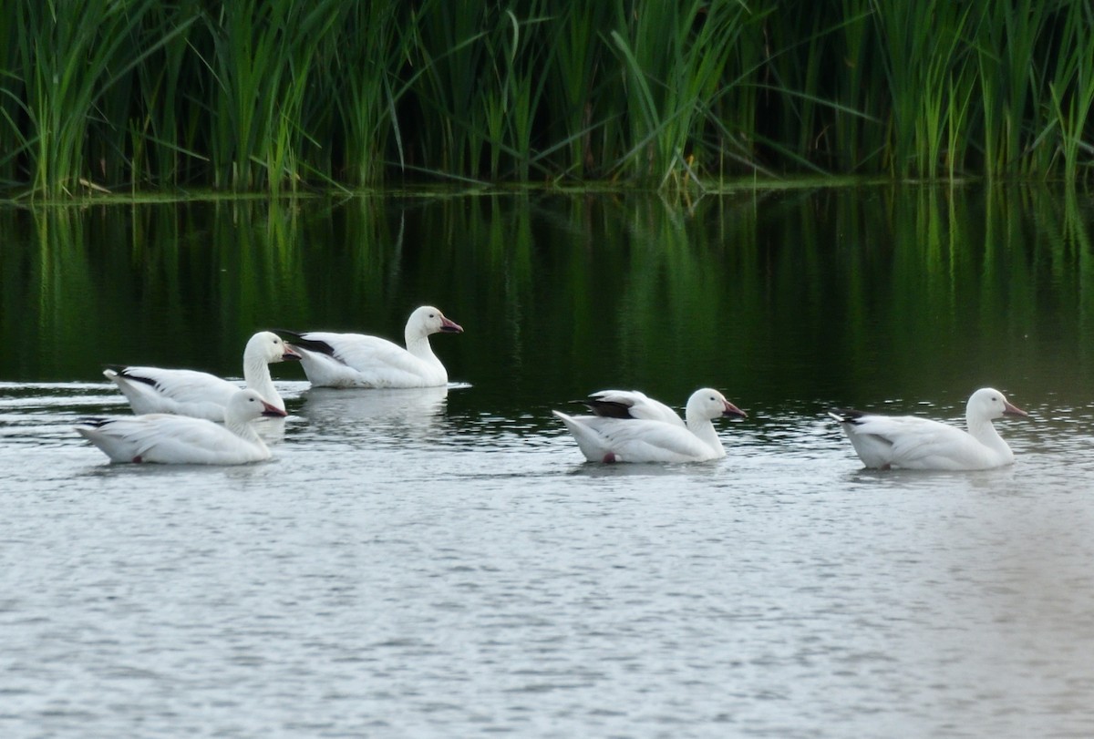 Snow Goose - ML620526315