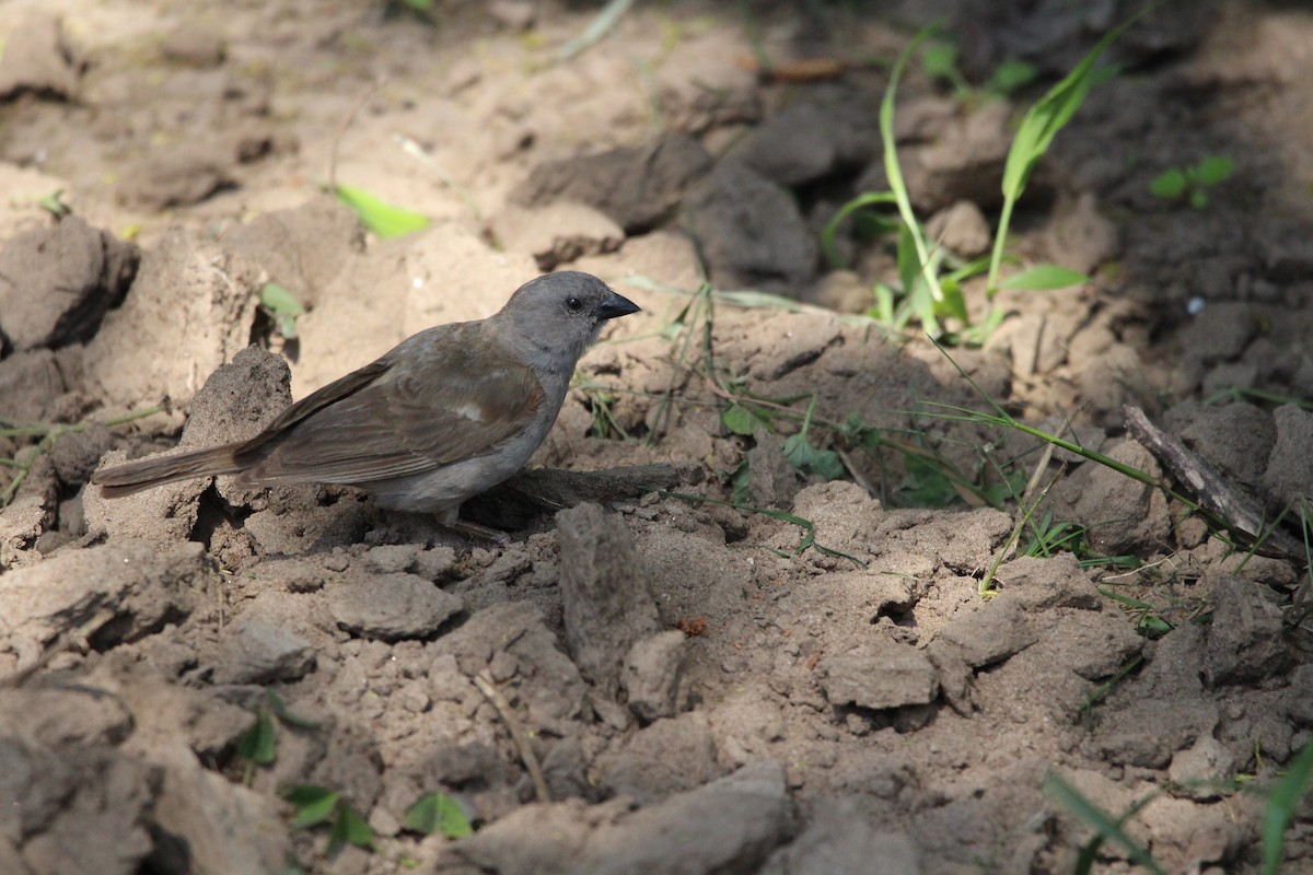 Northern Gray-headed Sparrow - Premkumar Vadapalli